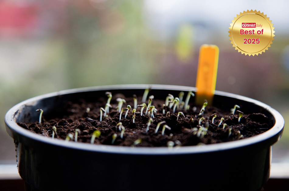How to start seeds indoors for a thriving vegetable garden