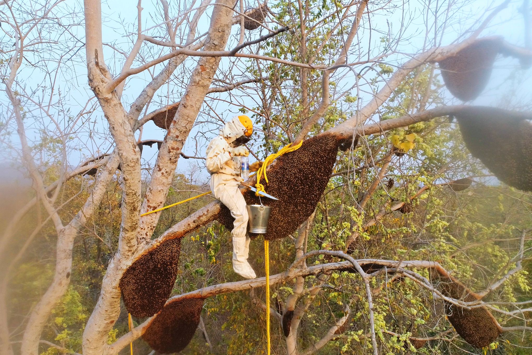 In rural India, wild honey far