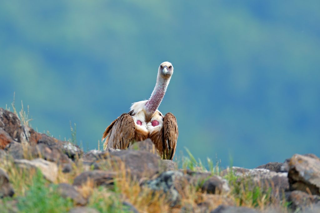 Europe’s sky scavengers return: the ambitious rewilding project reviving vultures in Bulgaria