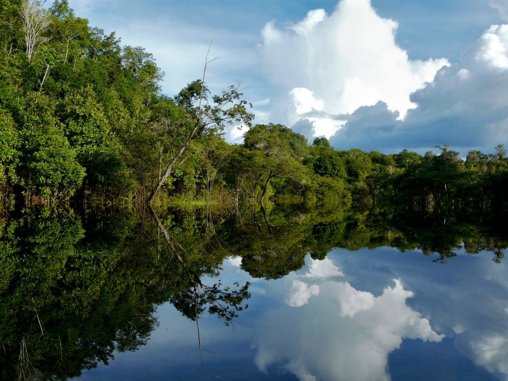 Deforestation in Brazil’s Amazon drops to 11-year low ahead of COP30