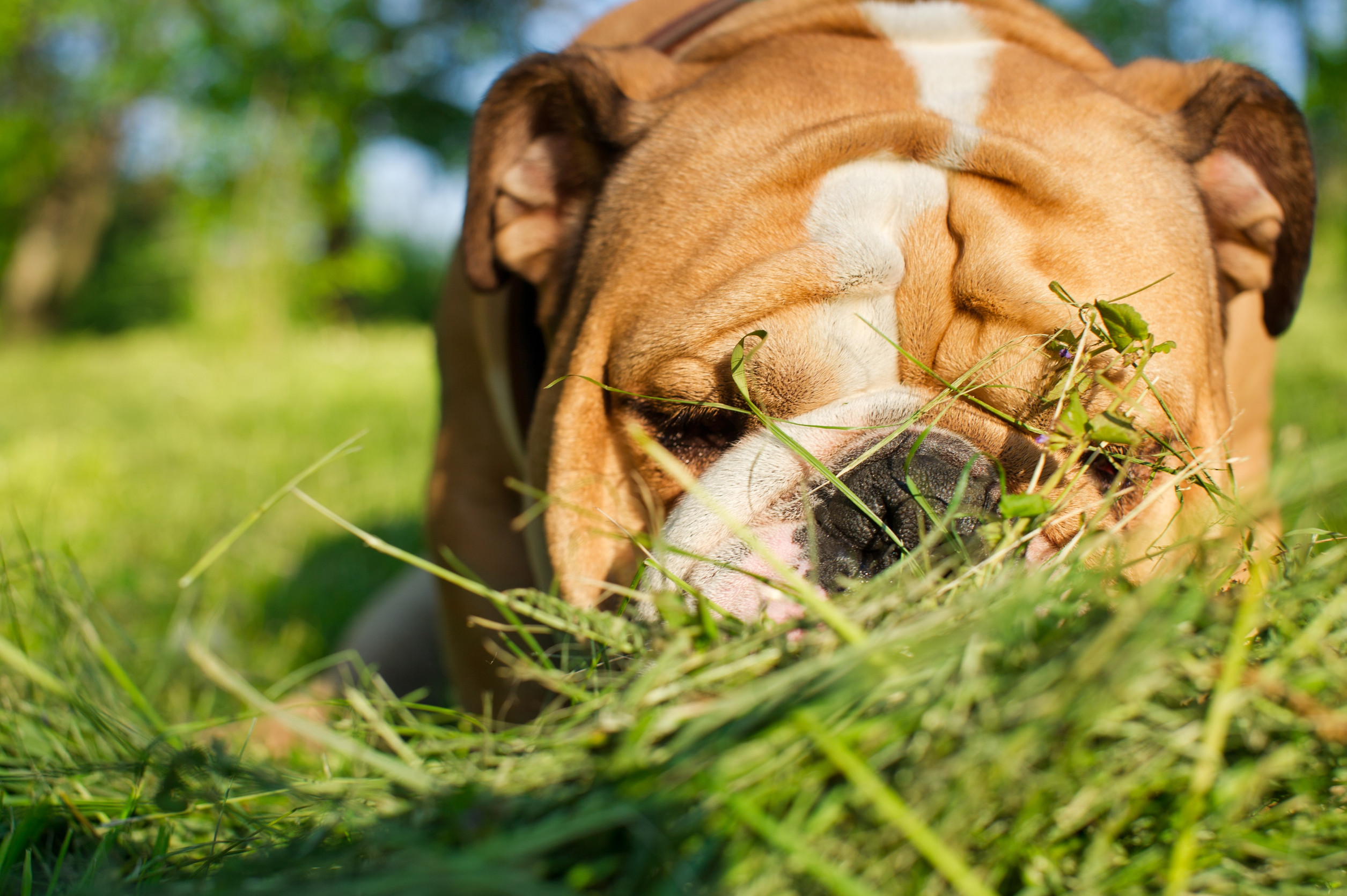 The grass-eating mystery: why 