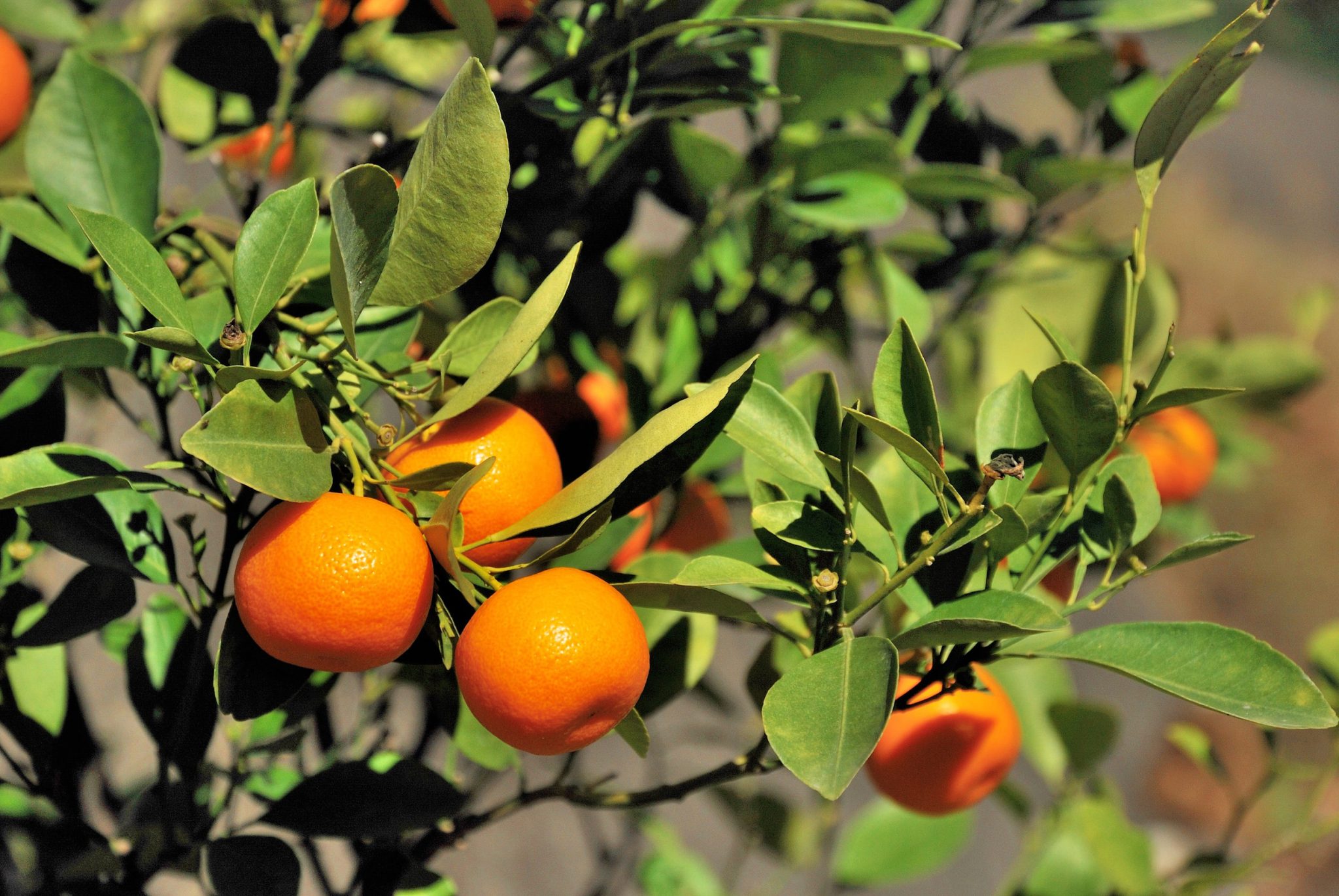 Saving America’s citrus frui