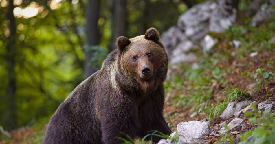 Brown bear spotted in Galicia 