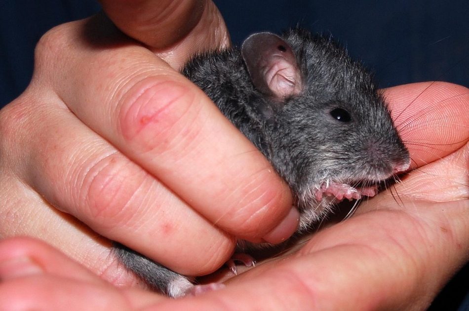 Endangered smoky mouse, feared
