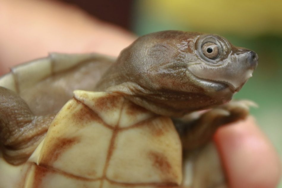 Conservationists bring turtle 