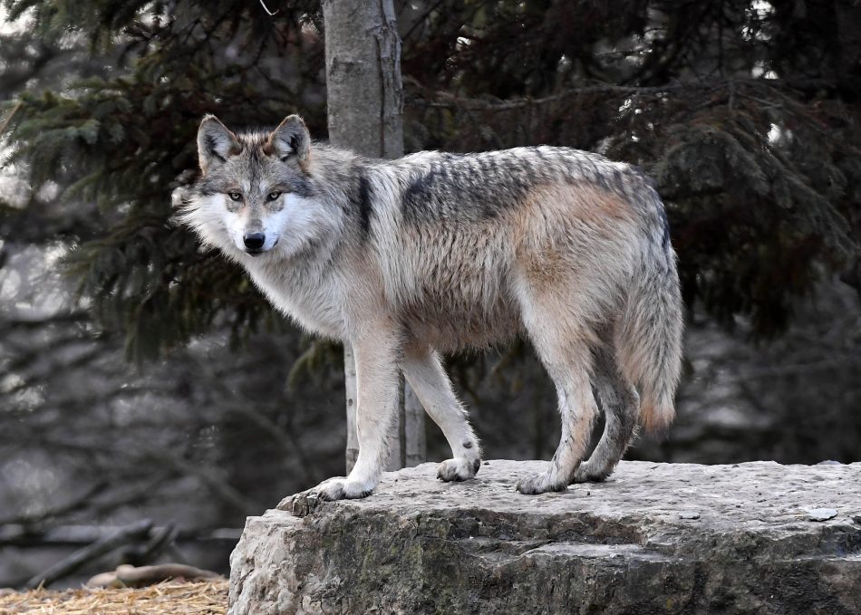 The Mexican gray wolf populati