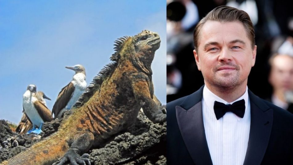 Leonardo DiCaprio and conserva