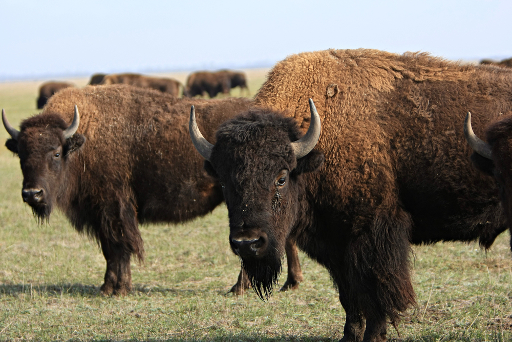 Bison grazing in a grassy plain; several adults with shaggy brown coats and curved horns.