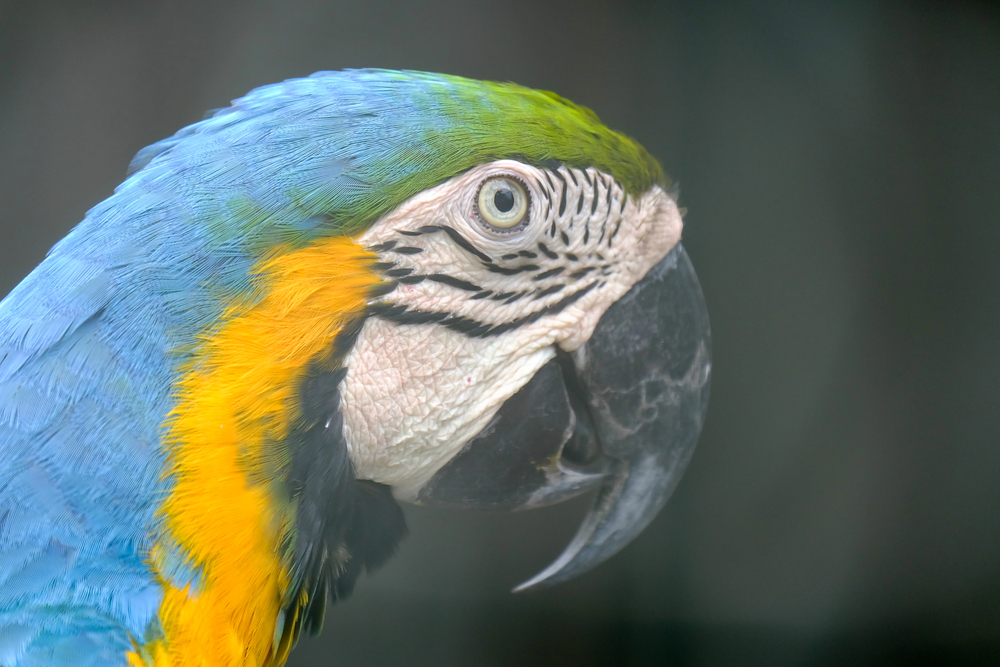 Close-up of a blue-and-gold macaw's head, showing its colorful plumage and curved beak.