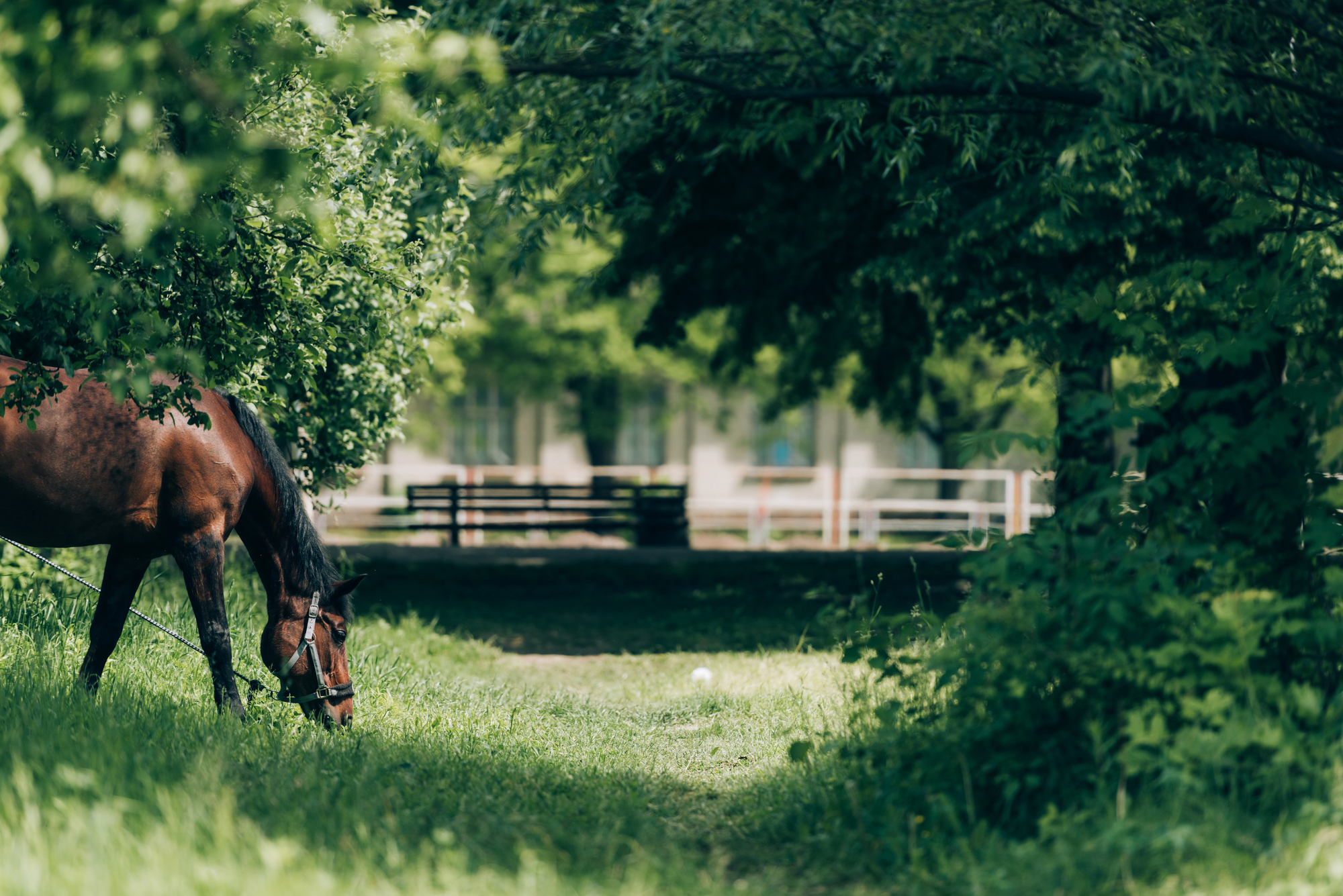 Horse grazing on grass in a shaded park area with trees and a fence in the background