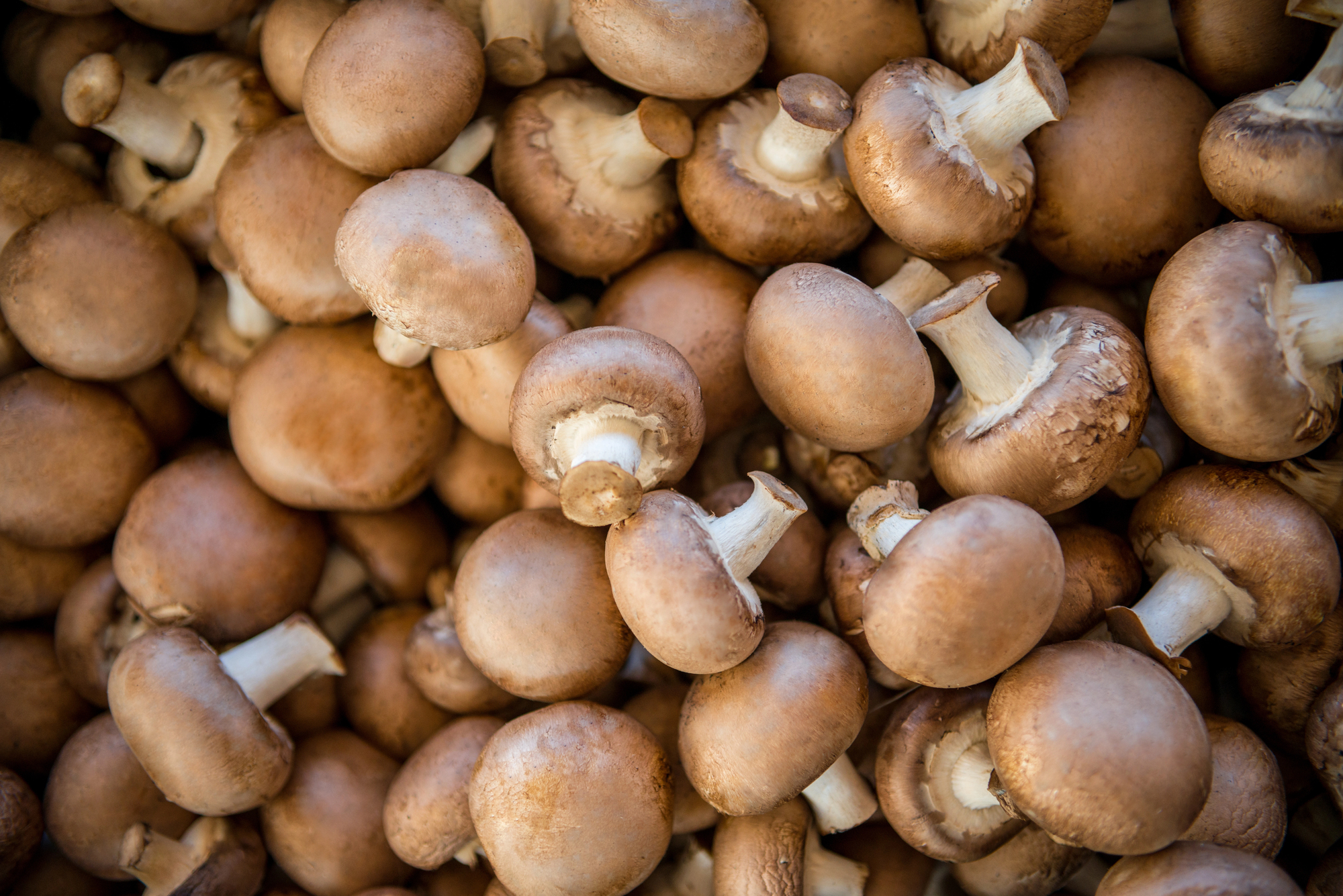 Pile of brown button mushrooms with light stems stacked together, close-up view