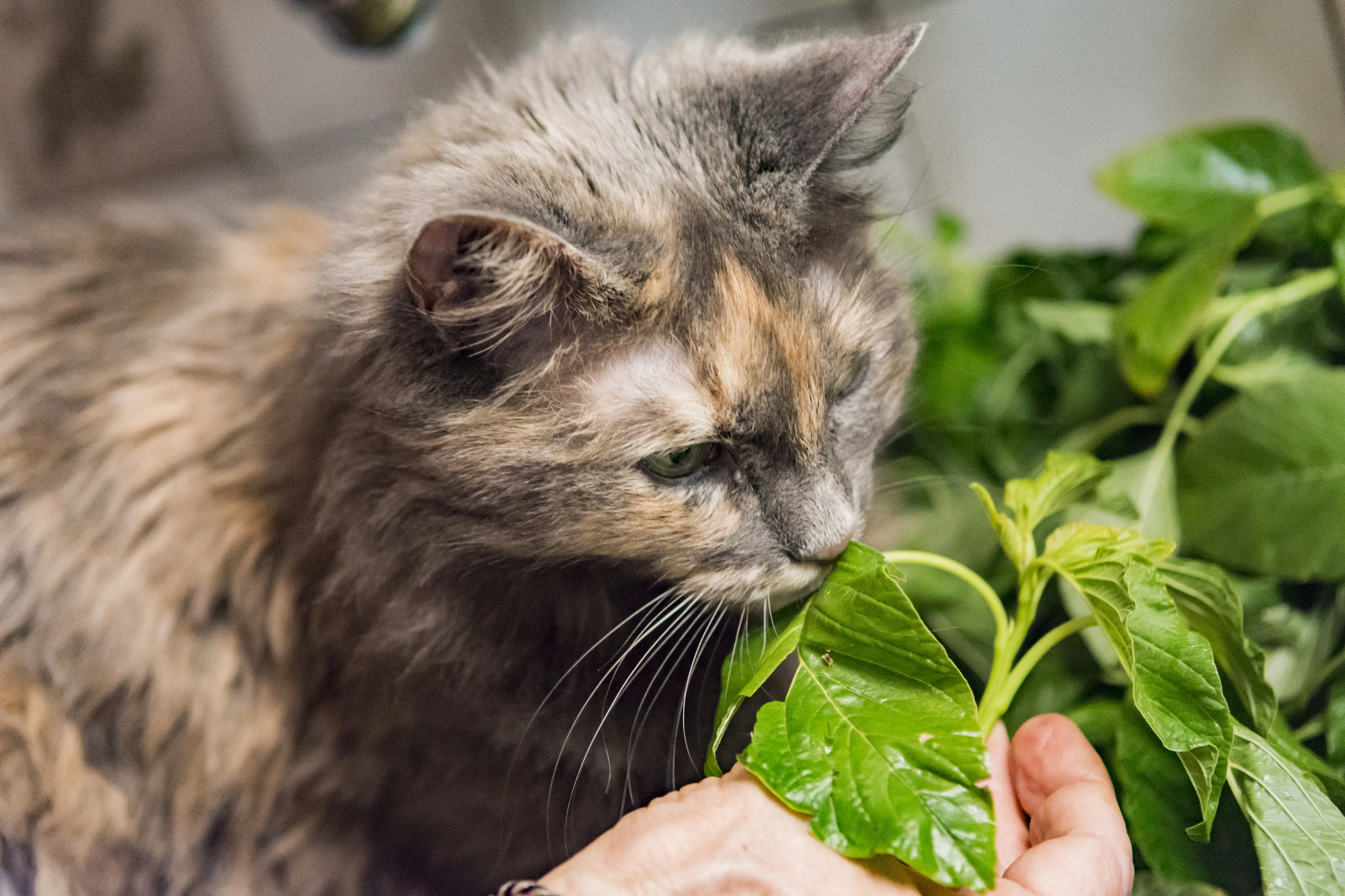 Close-up of a cat nibbling on green plant leaves held by a person’s hands.