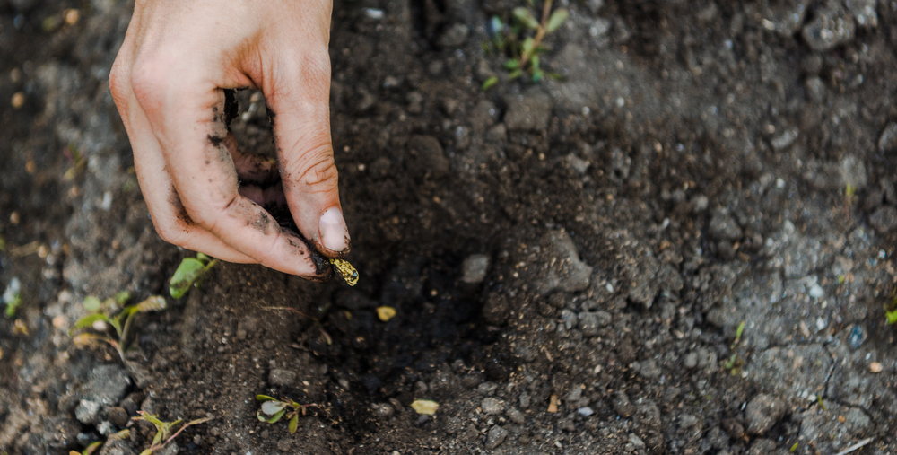 Close-up of a dirt-covered hand planting a small seed into soil.