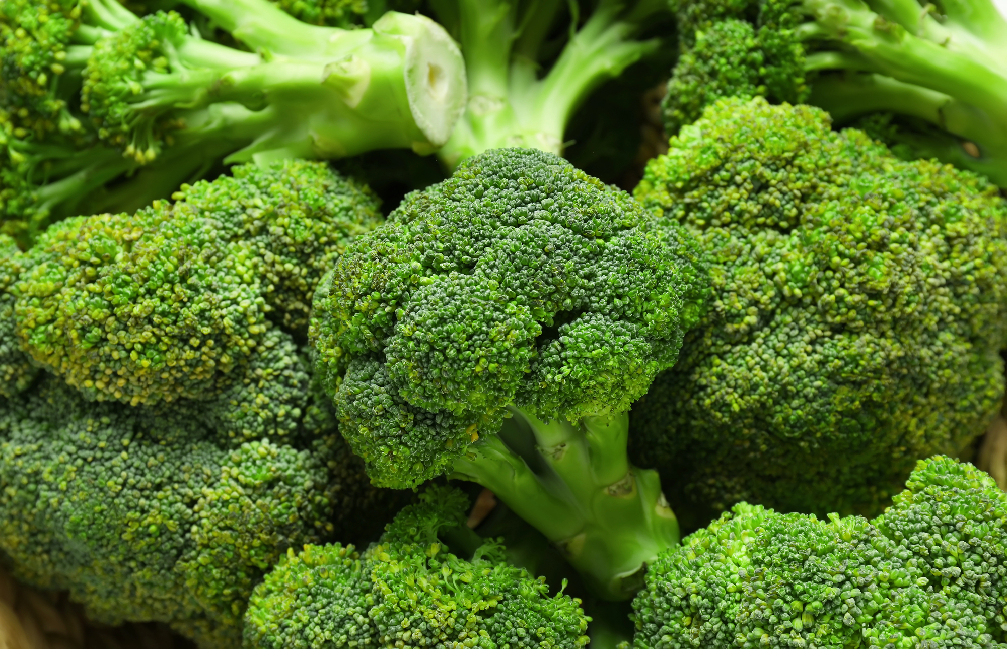 Close-up of fresh broccoli florets with green stalks and tight clusters of buds.