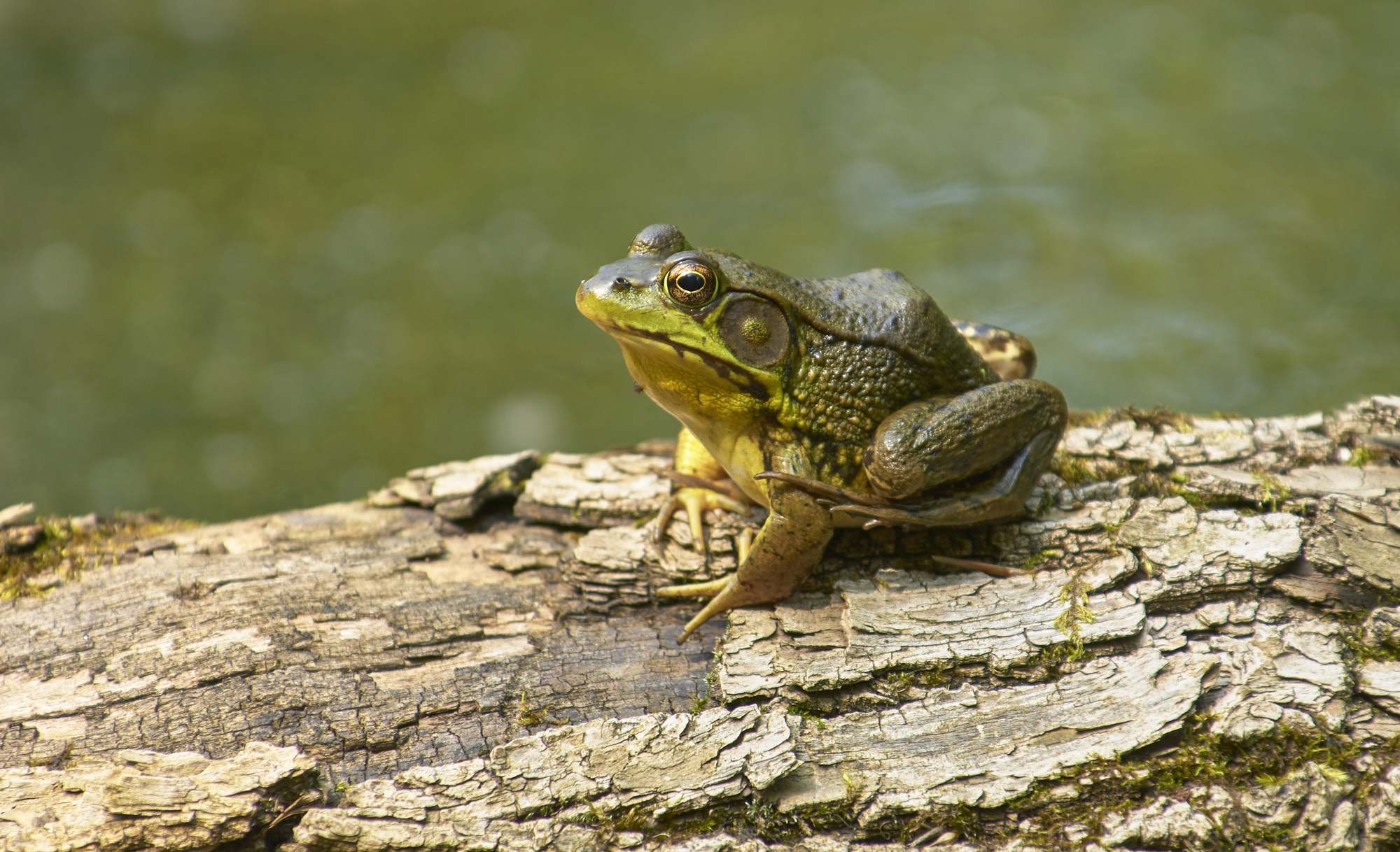 Green frog perched on a weathered log with a blurred green background, close-up view.