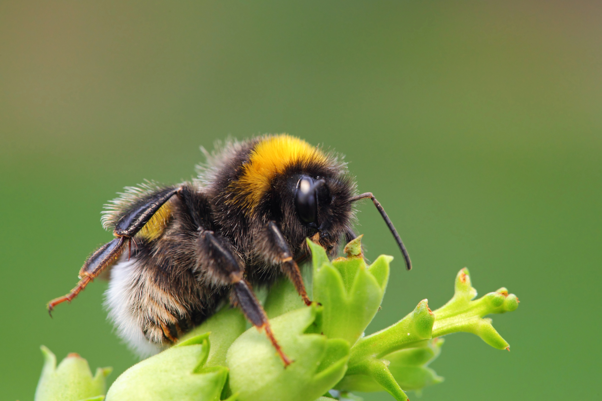 Close-up of a bumblebee with a yellow thorax perched on a green leafy plant, with a blurred green background.