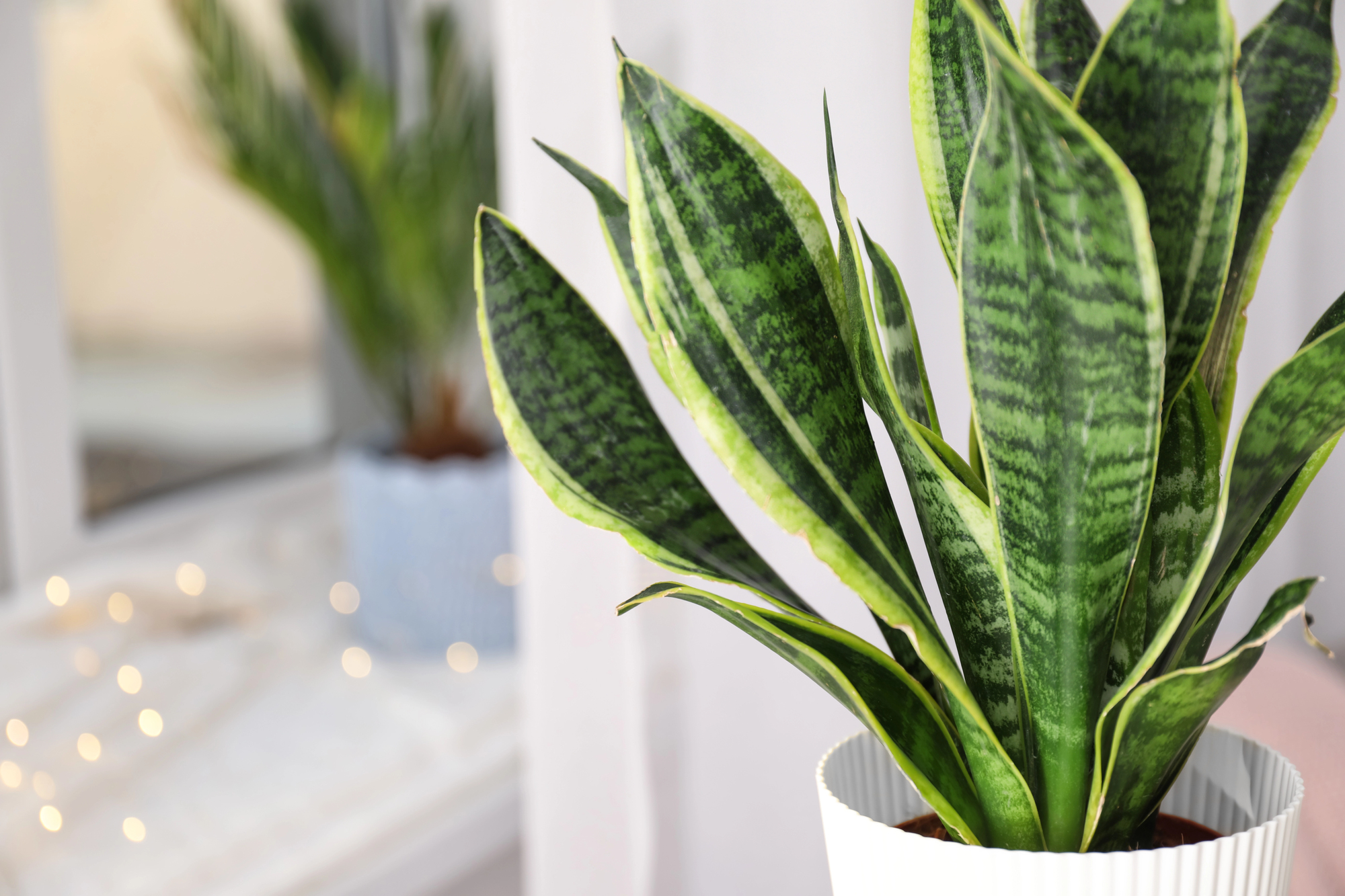Close-up of a variegated snake plant in a white ribbed pot, with a softly blurred indoor background of lights.