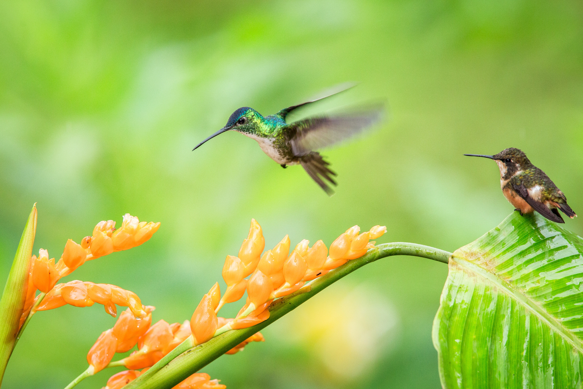 Two hummingbirds near orange flowers on a tropical plant; one is in flight with a long curved beak extended, the other perched nearby on a leaf.