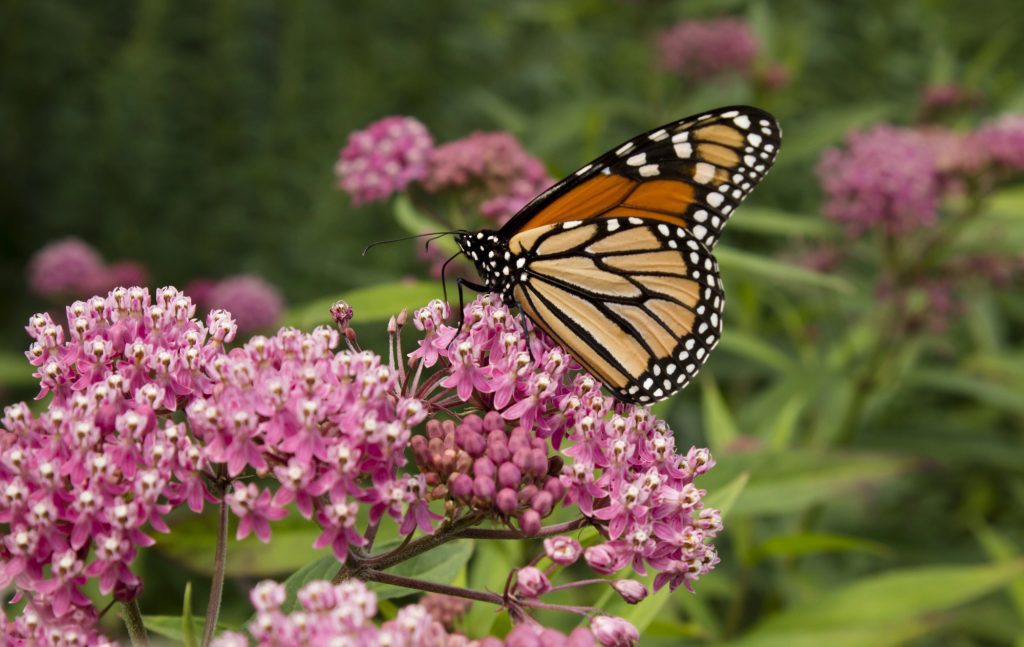9,000 MILKWEED PLANTS OPEN MONARCH HIGHWAY
