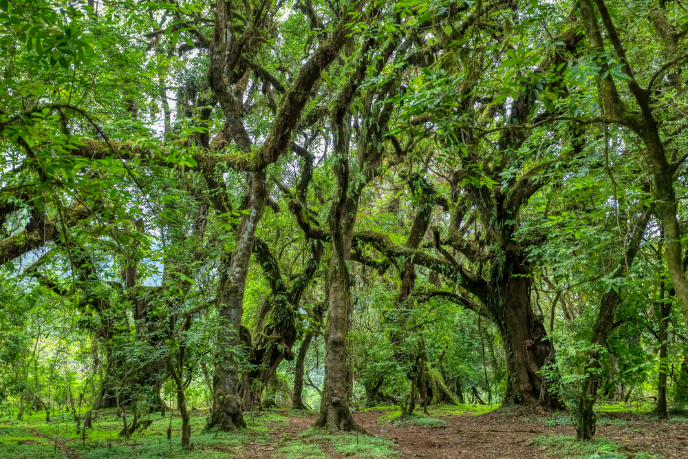 Dense forest scene with moss-covered, twisting trees and a leafy green canopy.