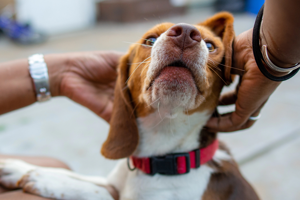 Beagle puppy wearing a red collar being gently held and petted by two people, face close to the camera.