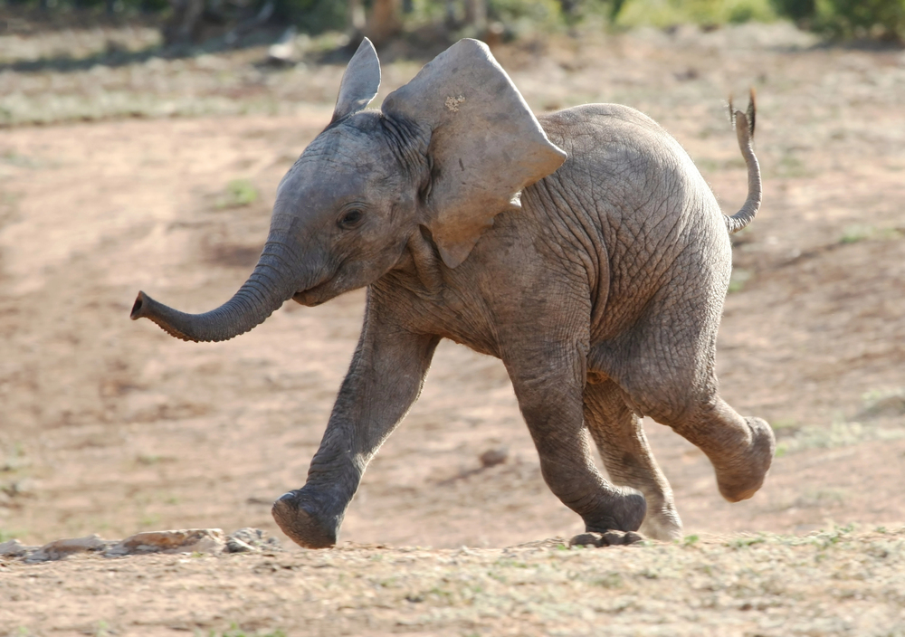 Young elephant calf running across a dusty, dry plain.