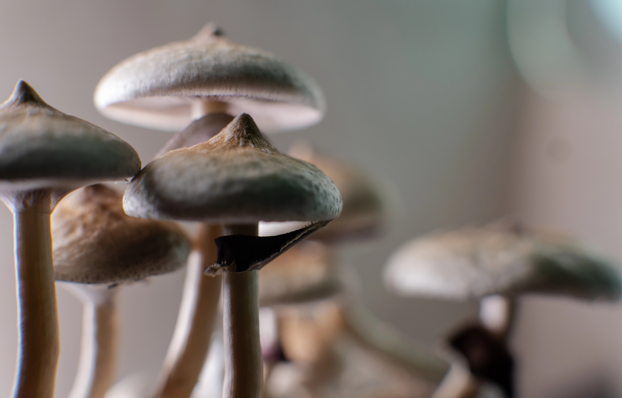 Close-up of small brown mushrooms with slender light stems growing in a cluster.