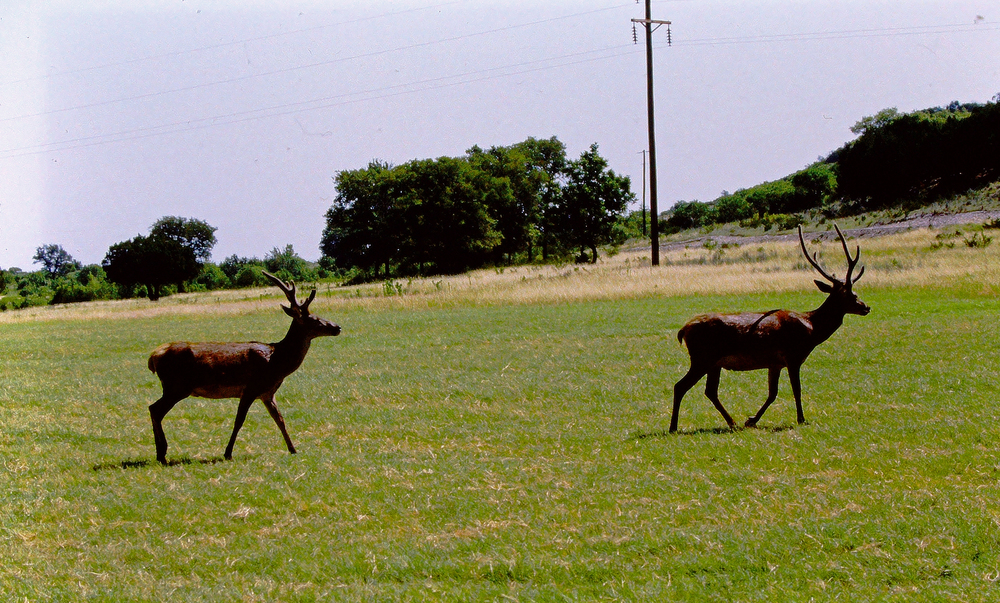 Two deer walking across a grassy field with trees and a utility pole in the background.