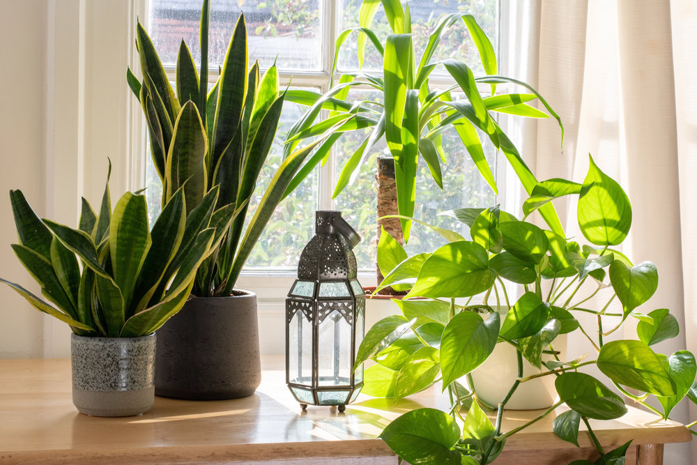 Sunlit windowsill with three green houseplants in gray pots and a metal lantern on a wooden surface.
