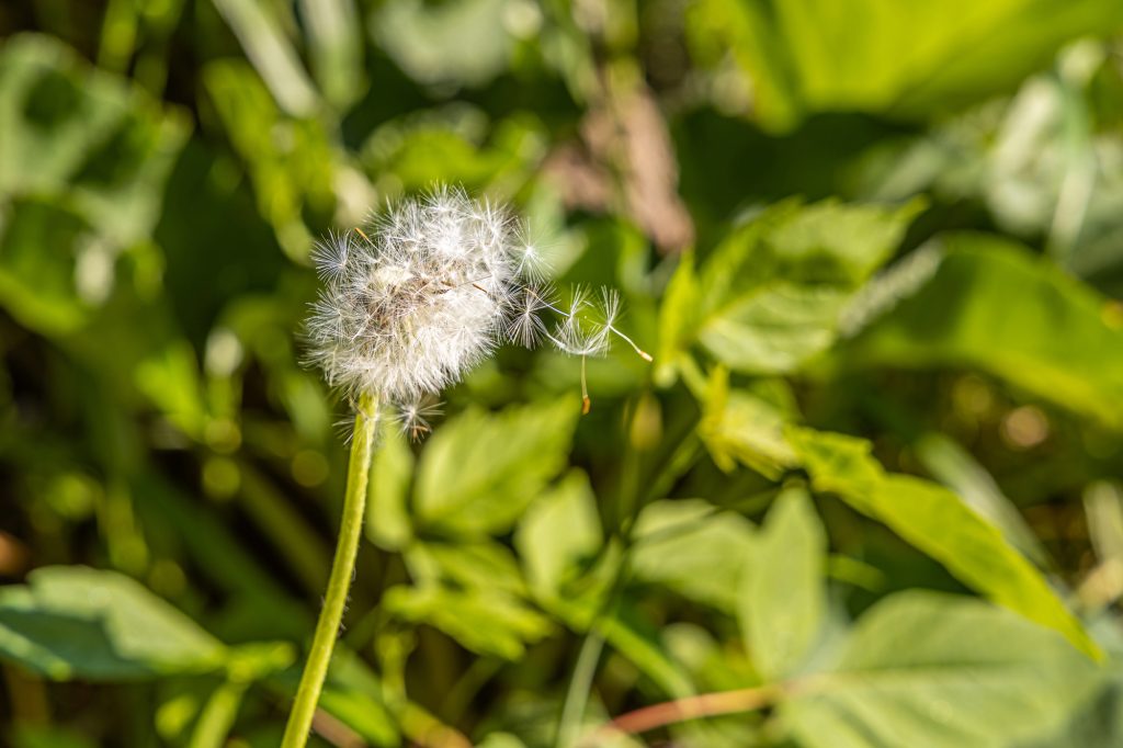 Weed Control Tips for Your Garden!