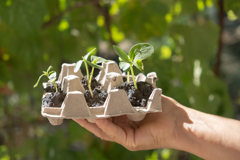 A cardboard egg carton filled with potting soil and seedlings used as a seed starter tray for indoor gardening