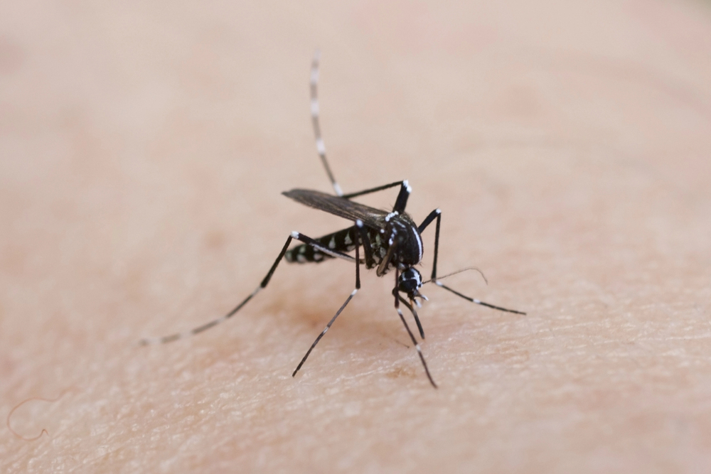 Close-up of a black mosquito with long legs on human skin, seemingly ready to bite.