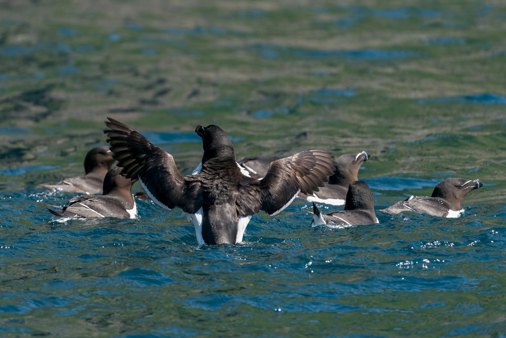 Group of dark seabirds floating on blue ocean water, one bird in the center spreading its wings outward as others float nearby.