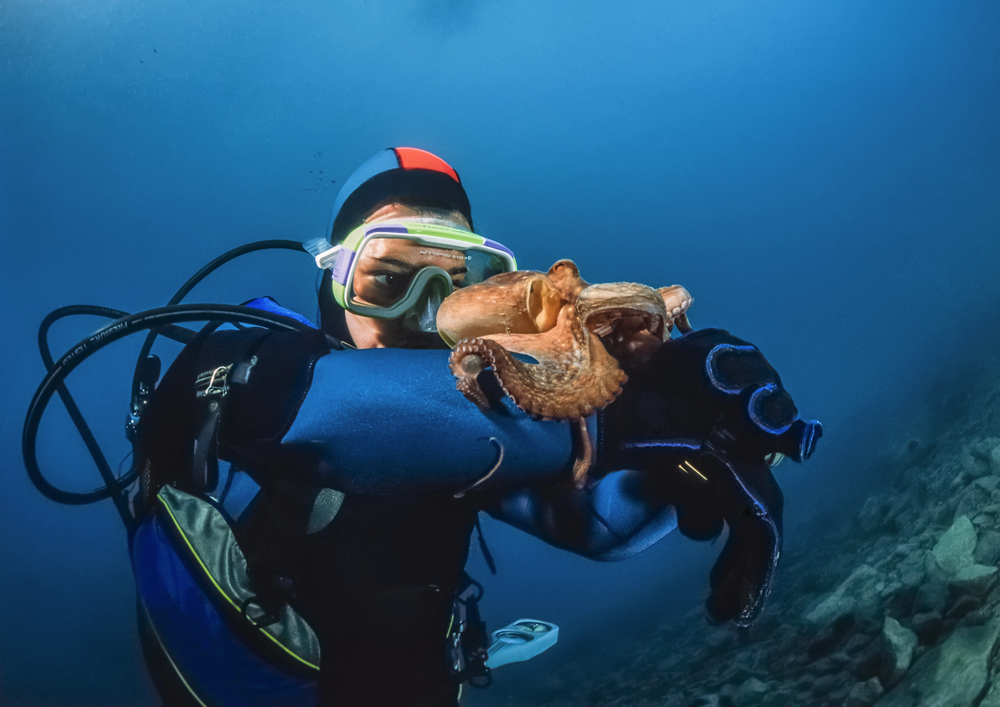 Scuba diver in blue wetsuit wearing mask holds an octopus underwater.