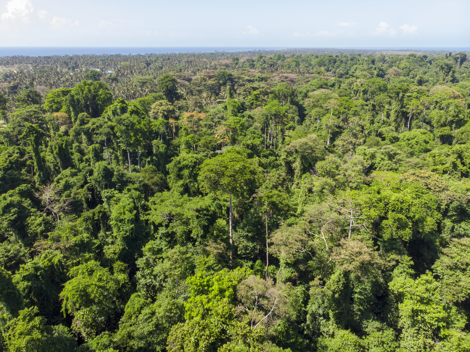 Dense green Amazon rainforest canopy photographed from above