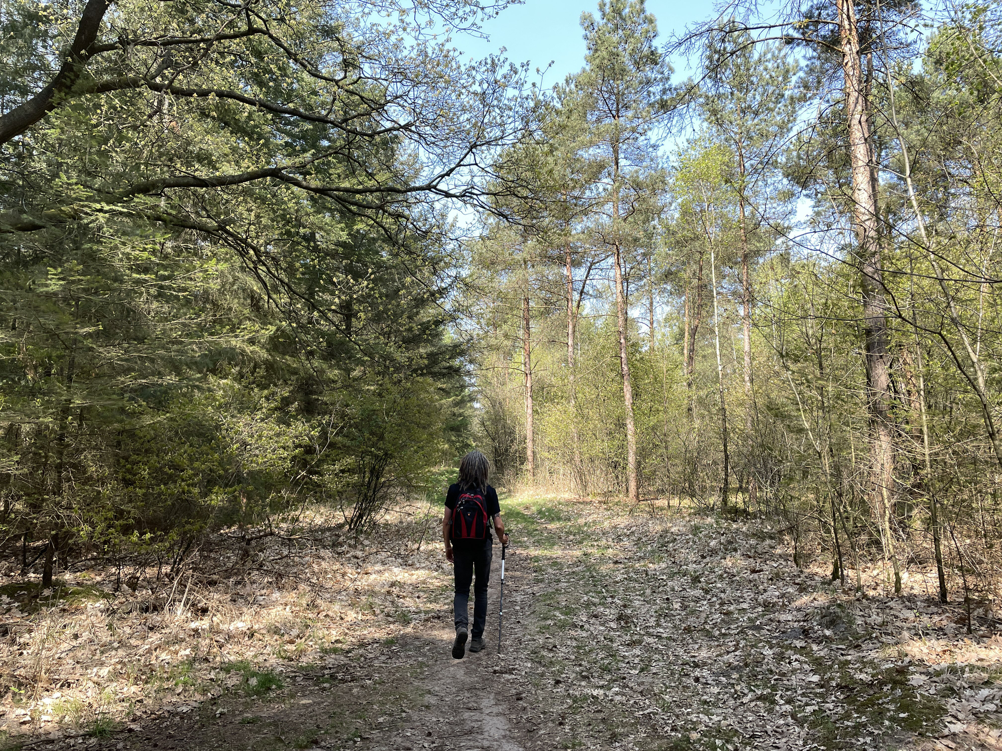 Back view of a hiker with a red backpack walking along a forest path with trees on both sides under a clear sky
