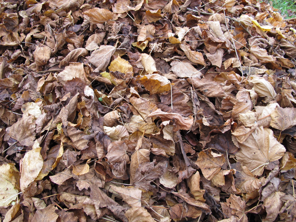 A garden with leaf litter and uncut perennial stems left in place to provide overwintering habitat for native wild bees