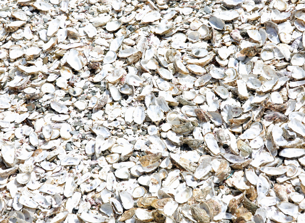 Close-up view of many empty oyster shells scattered across a surface, forming a pale, textured layer.