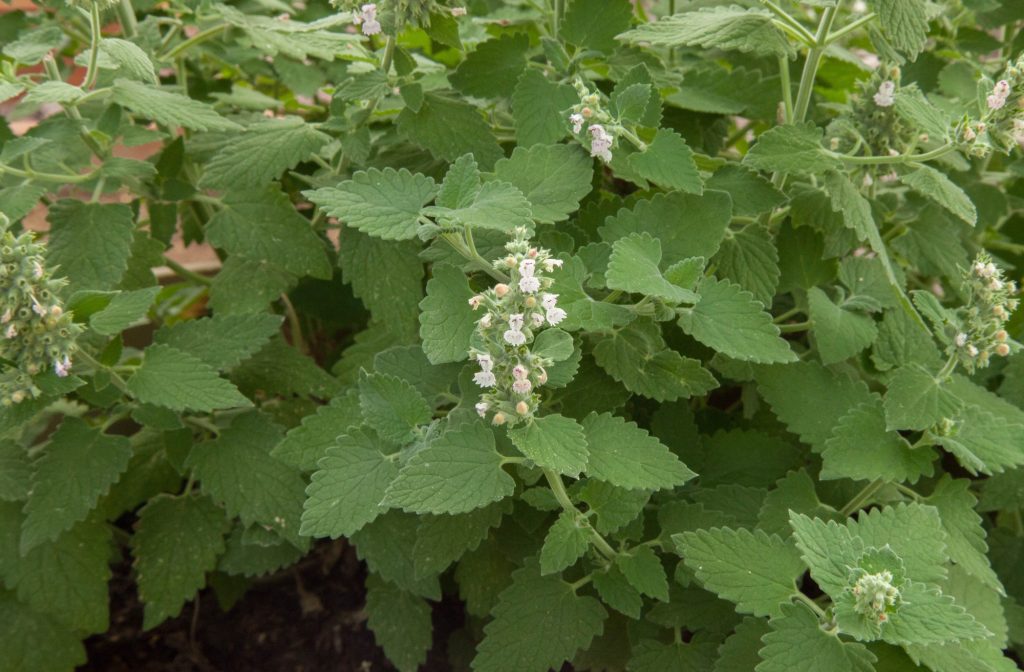 CATNIP LOTION MATCHES DEET IN MALARIA COUNTRY