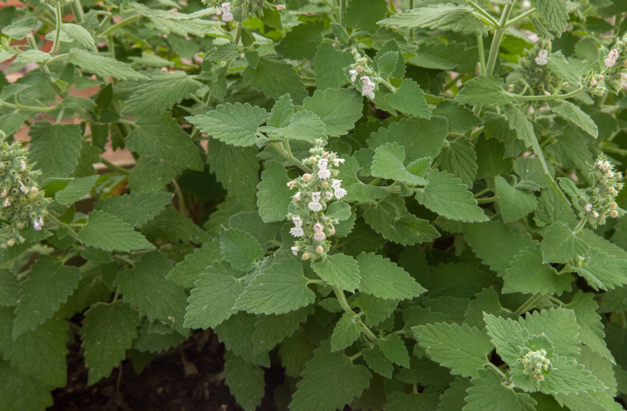 Mint plant with serrated green leaves and small white flowers along a flowering spike