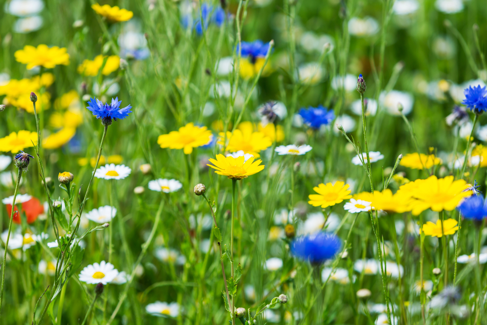 Colorful wildflower meadow with yellow daisies, white daisies, and blue cornflowers.
