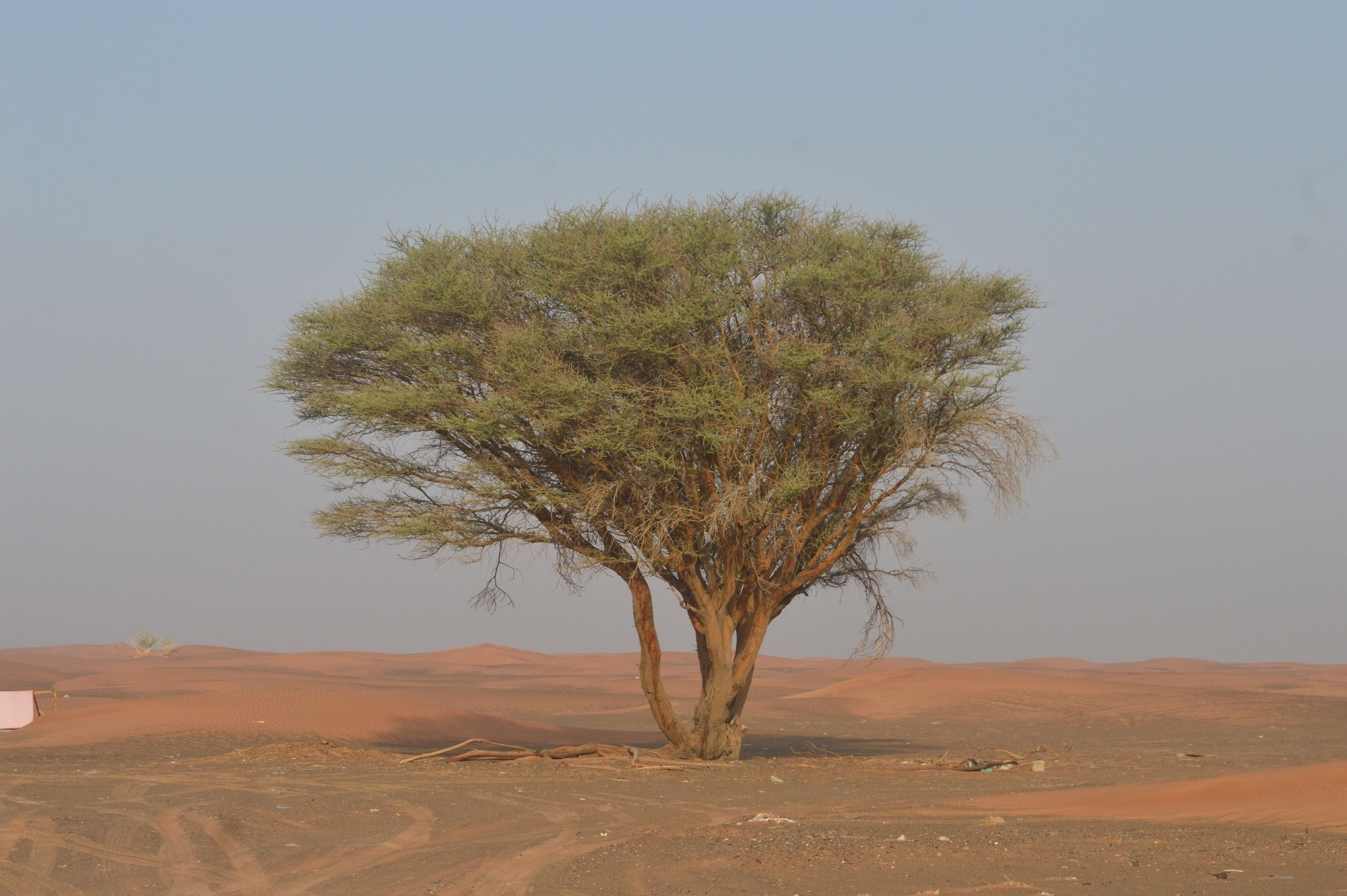 Represenative image: Restored Sahel savanna in Niger showing green vegetation growing from natural root systems through Farmer Managed Natural Regeneration