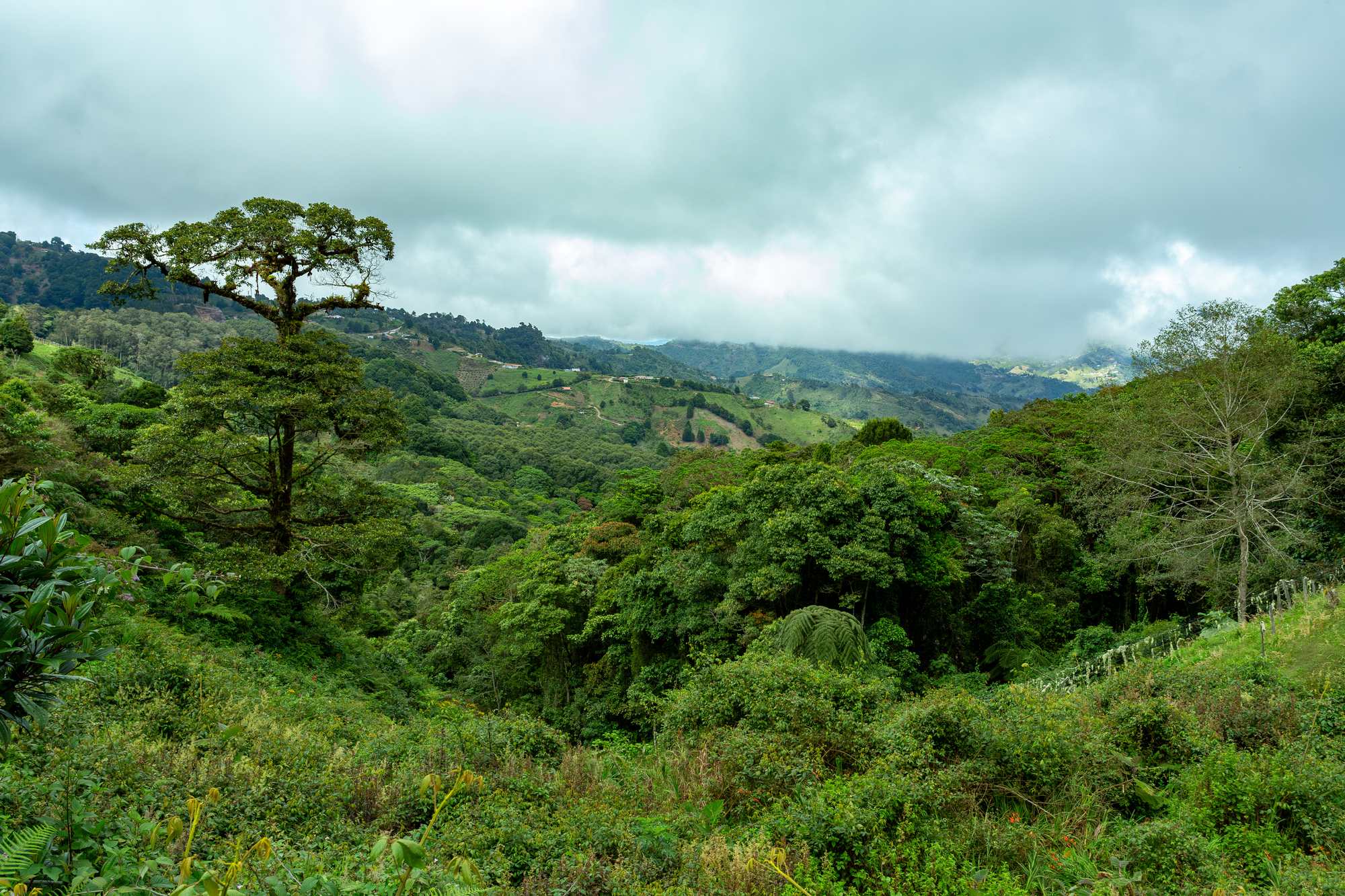 Dense secondary rainforest regenerating after agricultural land is abandoned