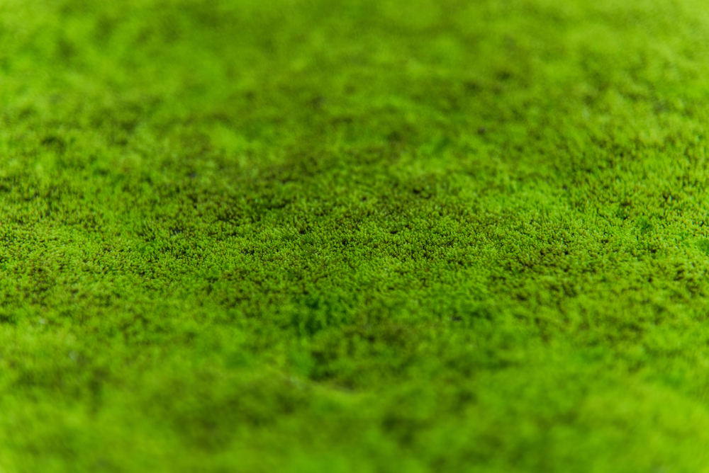 Close-up of bright green moss covering a surface with a soft, textured carpet feel