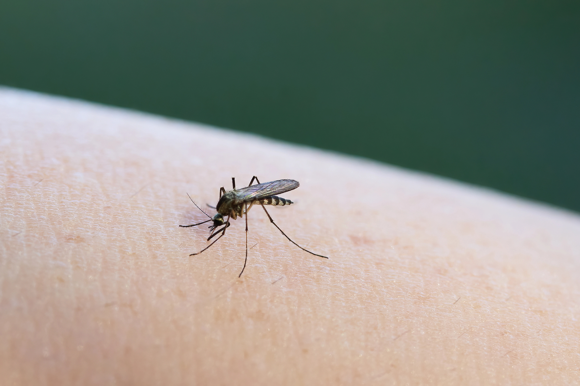 Close-up of a mosquito perched on human skin, its long legs visible and proboscis near the skin surface.
