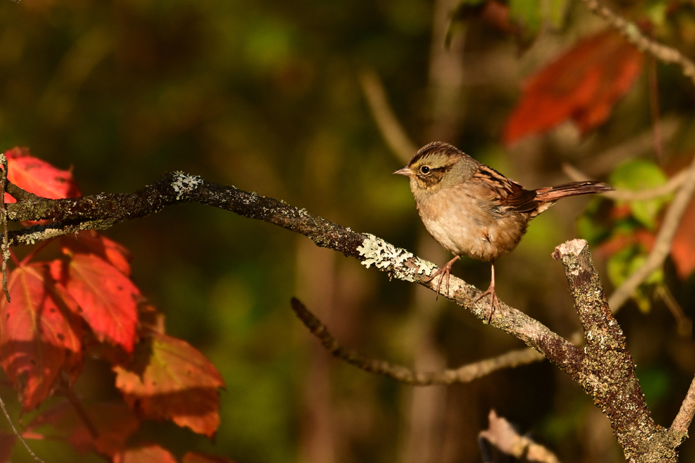 Bird perched on tree in a backyard fall garden designed to attract migrating species