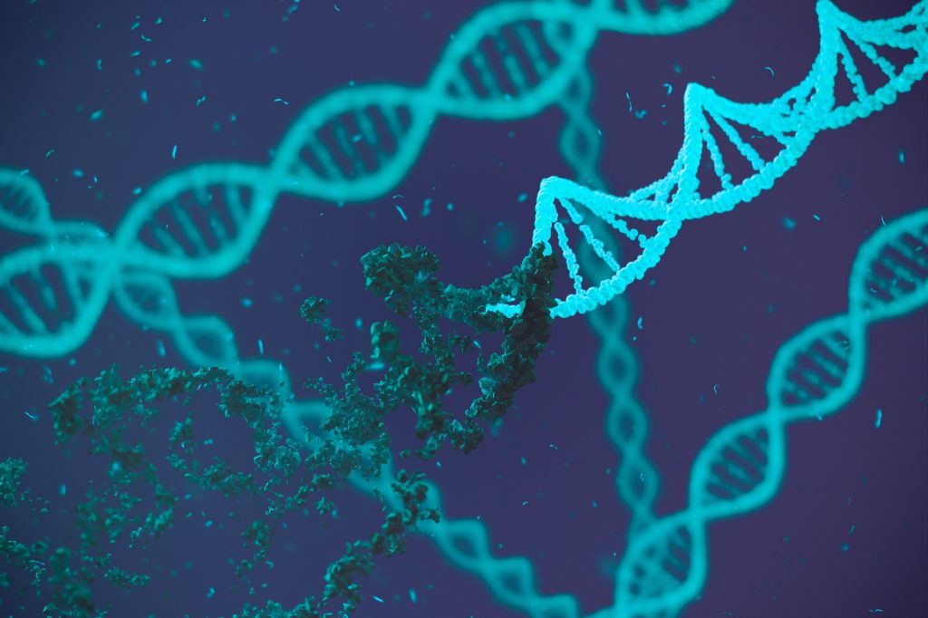How inherited genetics shape the way cancer forms and evolves