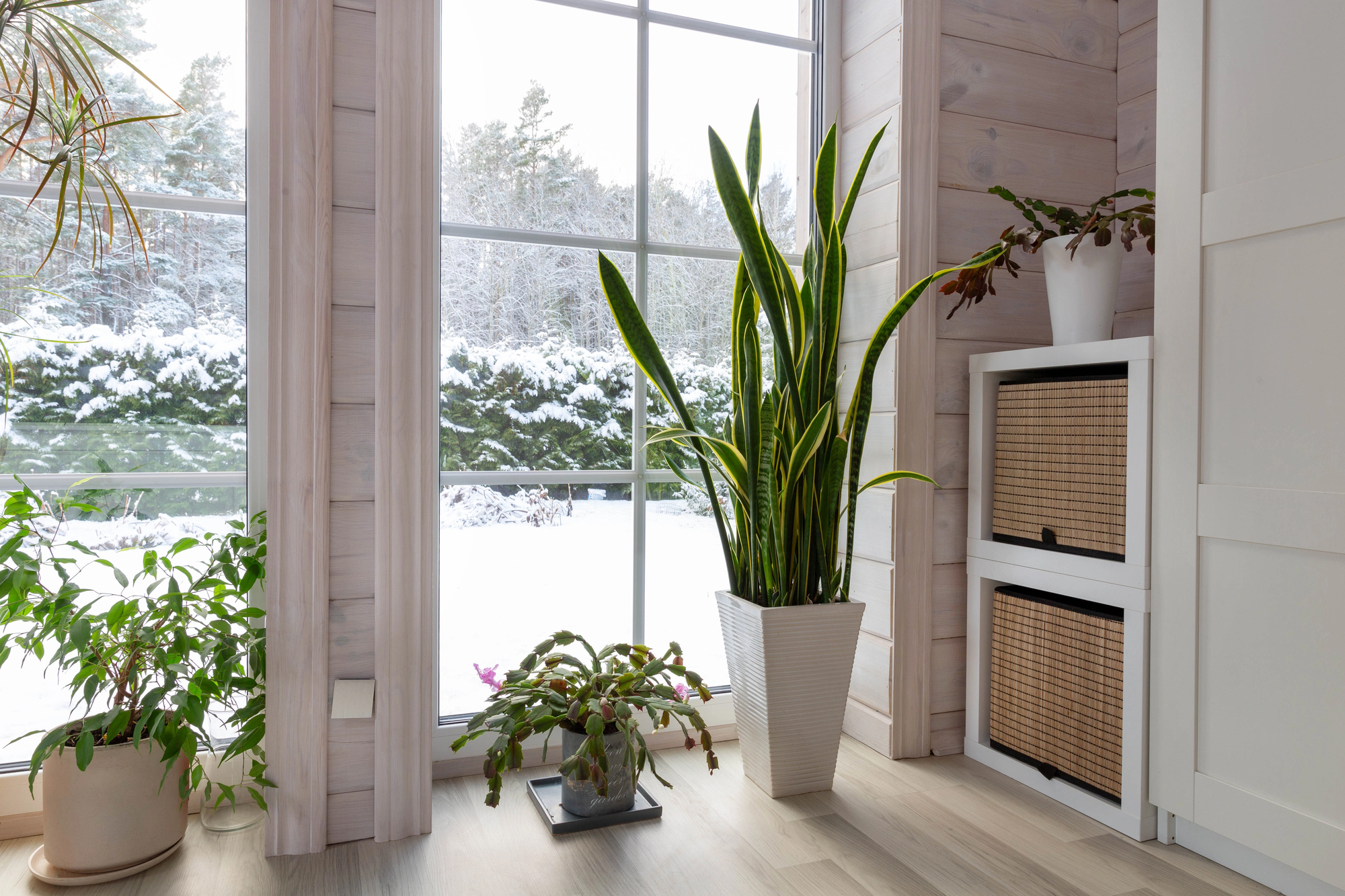 Tall snake plant in a white ribbed pot sits by a large window, with pale wooden panels and woven storage drawers nearby.