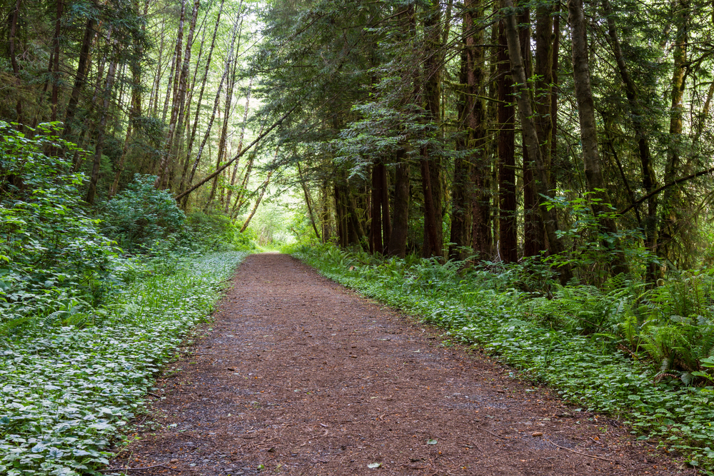 A forest path lined with green foliage, sunlight filtering through tall trees ahead.