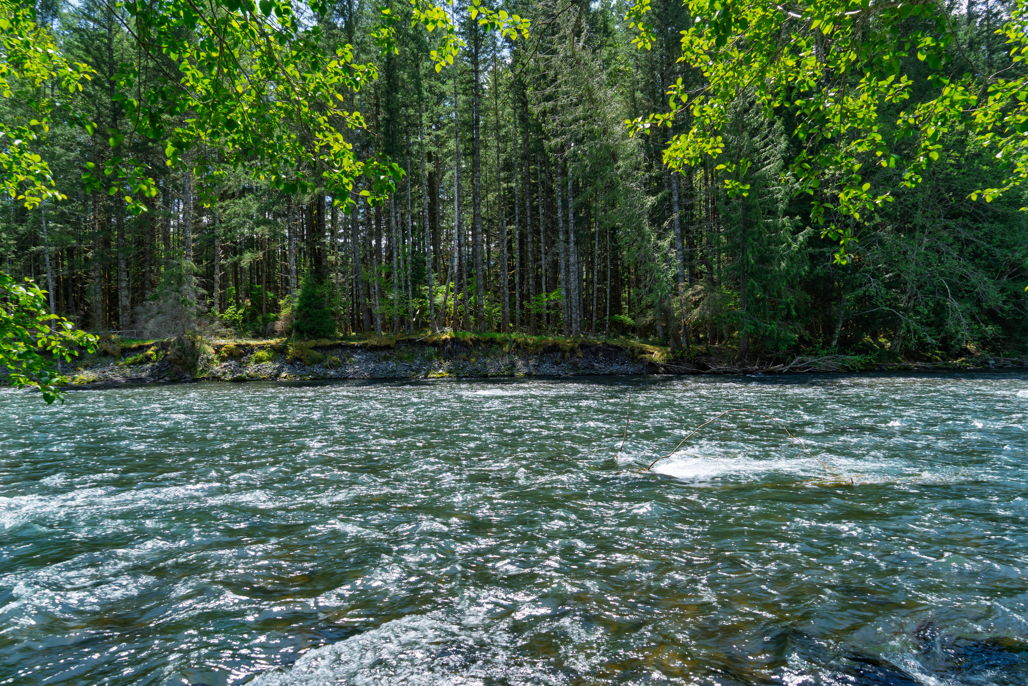 River scene with a forested riverbank framed by overhanging green leaves at the top, water rippling along the edge.